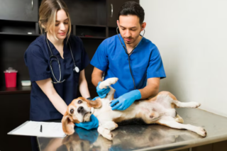 4 Situations When Veterinary Urgent Care Is The Best Option