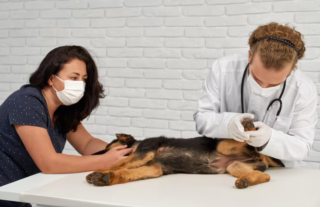 How Routine Checkups Extend The Life Of Your Pet