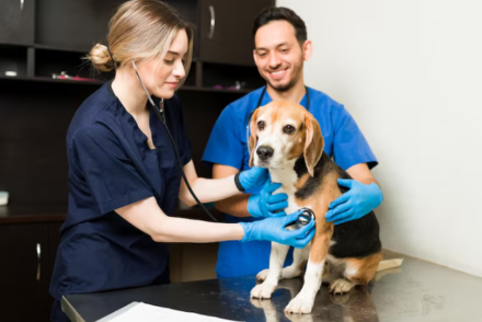 How Veterinary Clinics Strengthen The Bond Between Pets And Owners