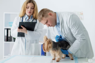 Parasite Prevention: A Key Part Of Veterinary Wellness Plans