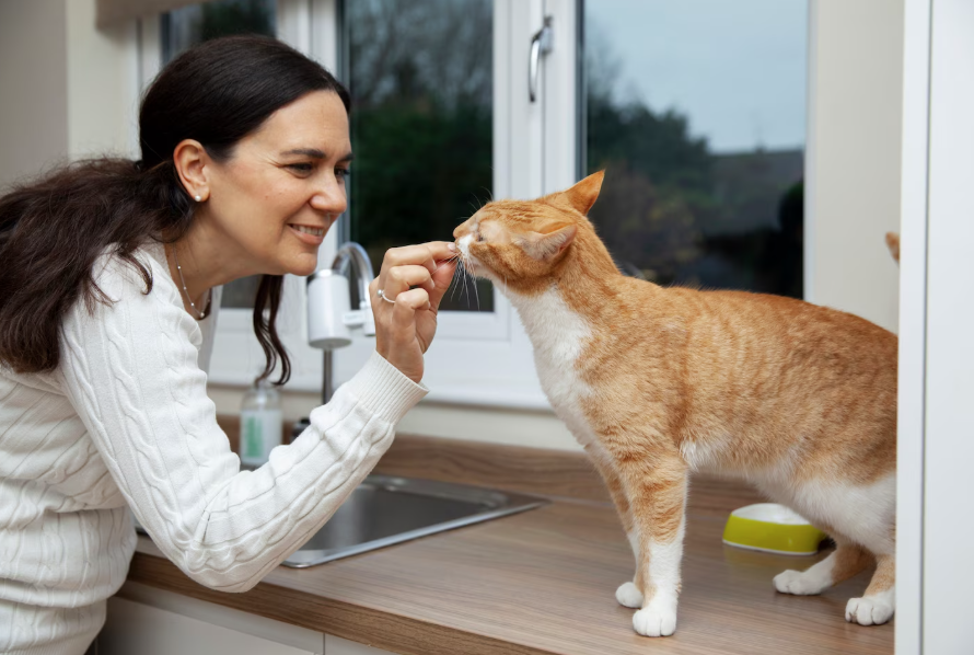 How Cat Clinics Adapt Care For Indoor Vs. Outdoor Cats