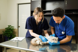 5 Benefits Of Choosing A Full Service Animal Hospital