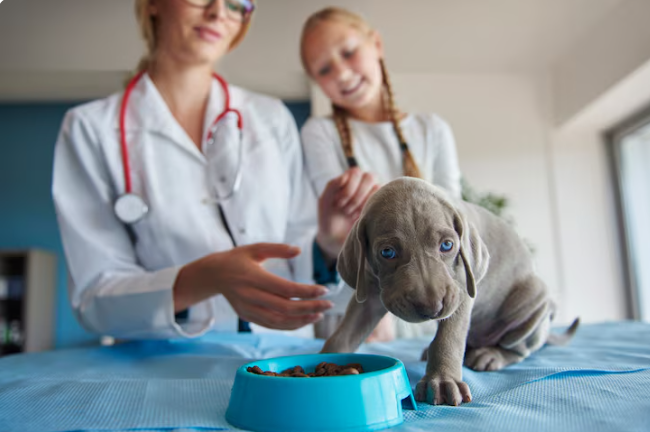 How Nutrition Counseling Supports Pet Health At The Vet