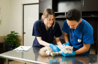 How Veterinarians Partner With Specialists For Complex Care