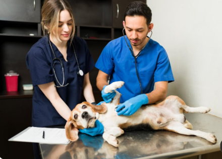5 Details That Help An Animal Urgent Care Team Prioritize Your Pet