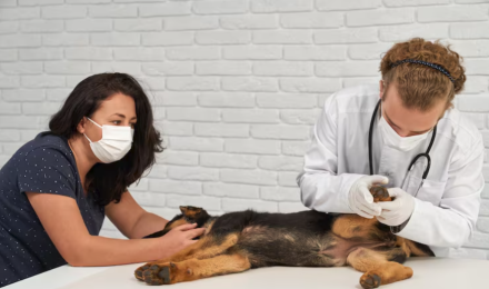 How Veterinary Hospitals Manage Pets With Liver Failure