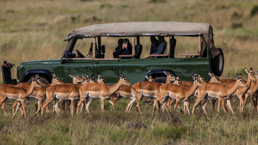 Why Tanzania’s Luxury Safari Travel is Perfect for Honeymooners