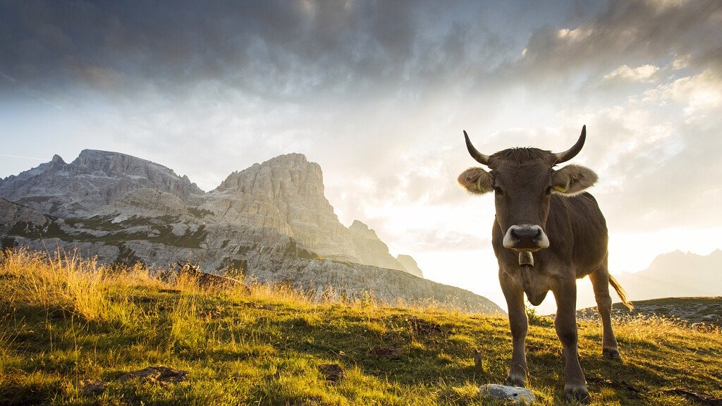 Everything About the Unmatched Flora and Fauna of the Dolomites Climbers Should Know