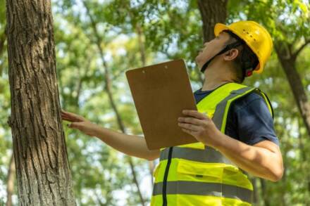 How a Certified Arborist Can Protect and Preserve Your Trees