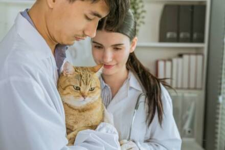 Find Cat Veterinarian: The Essential Guide for Cat Owners
