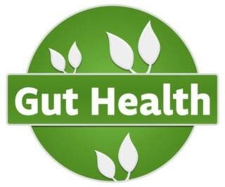 The Interplay Between Gut Health and Overall Wellness Explained