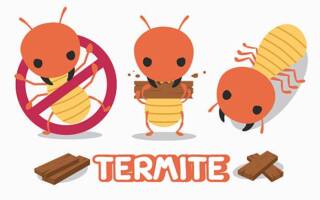 How Quickly the Termites Can Infest and How to Stop Them