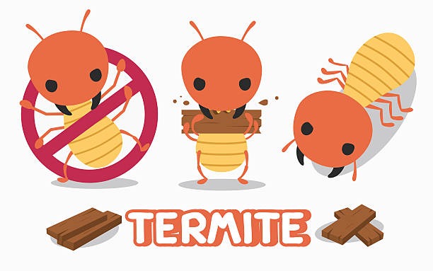 How Quickly the Termites Can Infest and How to Stop Them