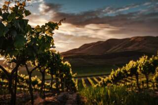 Vineyard Value: 7 Smart Steps to Cut Costs Without Cutting Quality