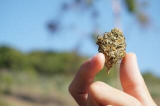 Exploring the Health Benefits of Delta-9 THC Products