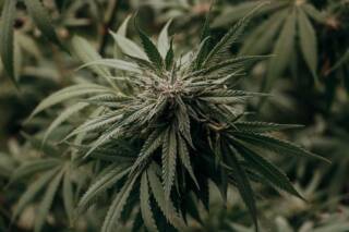 Common Uses of Cannabis