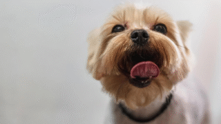 Top Tips for Starting Your Own Dog Grooming Business