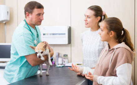 Why Preventive Care Is The Foundation Of Animal Hospital Visits