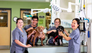 How Animal Hospitals Provide Comprehensive Wellness Care