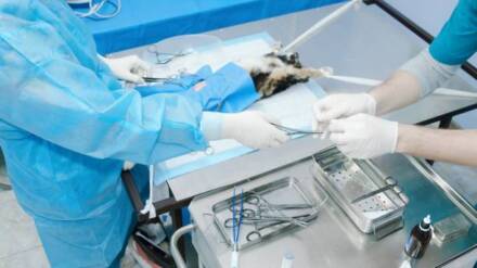 How Veterinary Clinics Handle Advanced Surgical Procedures