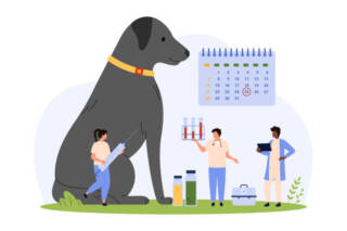 Vaccination Schedules Explained For Dogs And Cats