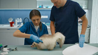 How Small Animal Vets Provide Compassionate End Of Life Care