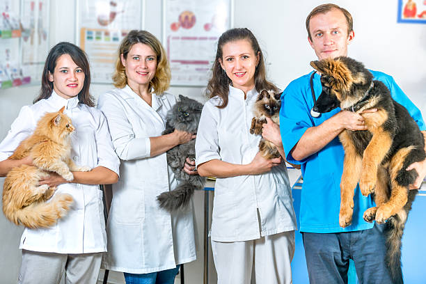 6 Tips For Choosing The Right General Veterinarian