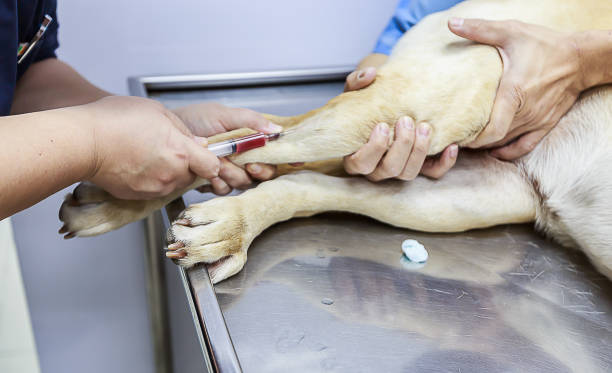 5 Benefits Of Routine Bloodwork At Animal Hospitals