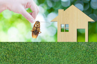 The Importance of Regular Pest Prevention for a Healthy Home