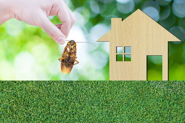The Importance of Regular Pest Prevention for a Healthy Home