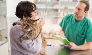 3 Signs Your Cat Needs An Immediate Animal Hospital Visit