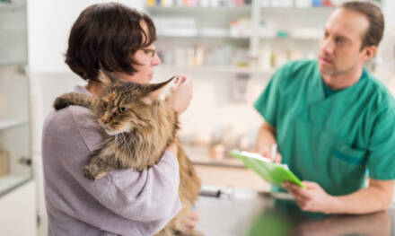 3 Signs Your Cat Needs An Immediate Animal Hospital Visit