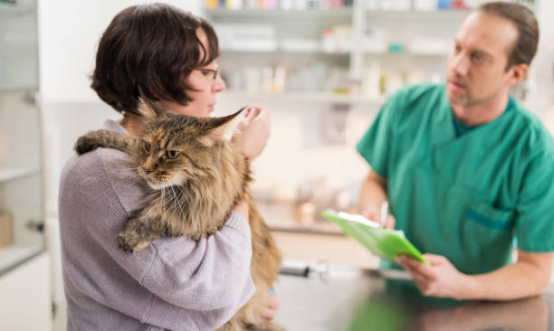 3 Signs Your Cat Needs An Immediate Animal Hospital Visit