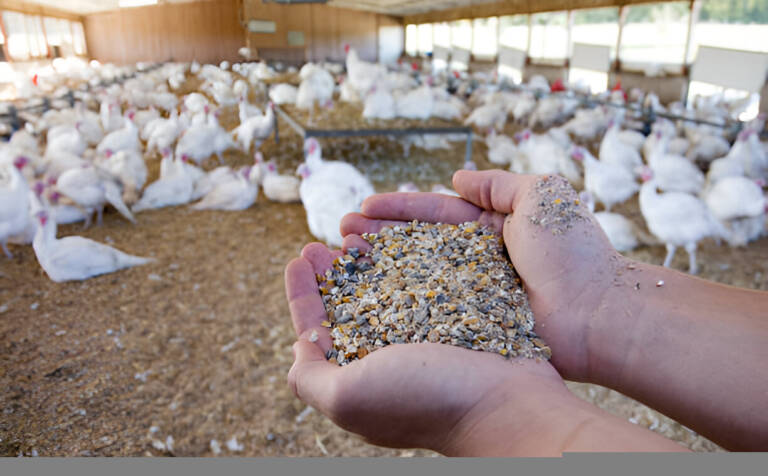 Why Feed Quantity Isn’t the Same as Feed Quality?