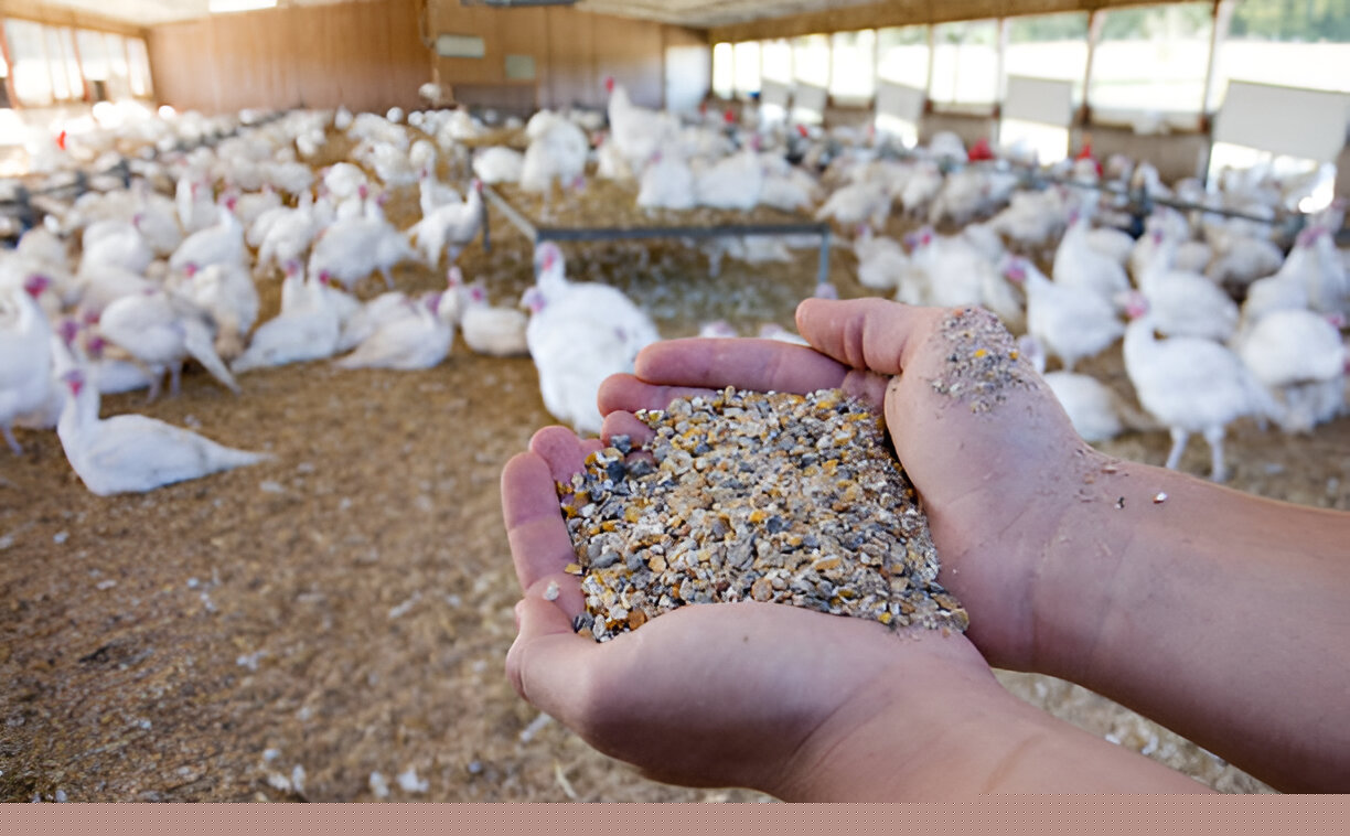 Why Feed Quantity Isn’t the Same as Feed Quality?