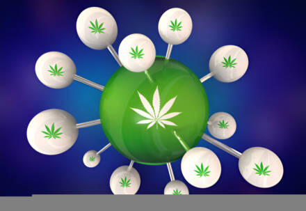 How Cannabis Interacts with Your Gut Bacteria