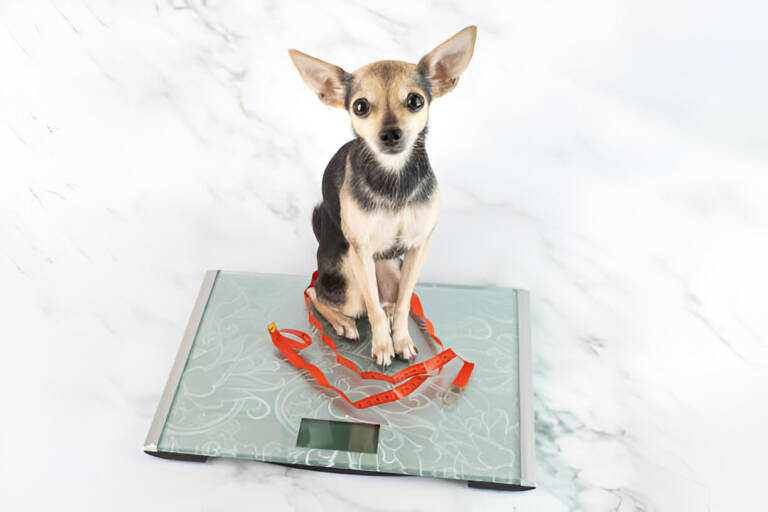 Tips for Weight Loss for Dogs: A Guide to Helping Your Pet Shed Pounds Safely